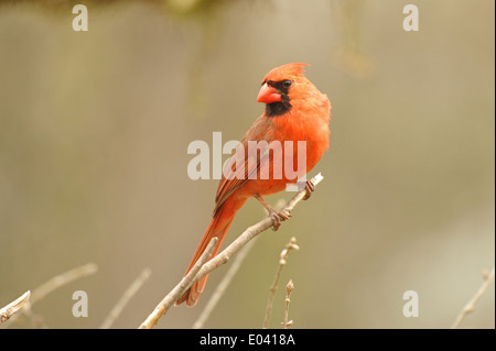 Portrait d'un Cardinal rouge mâle Banque D'Images