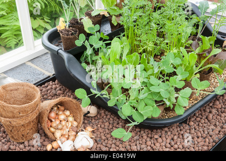 Micro verts petits pois carottes culture en fibre coir carton pots oignons ensembles jardinage sans plastique dans une serre Royaume-Uni Banque D'Images