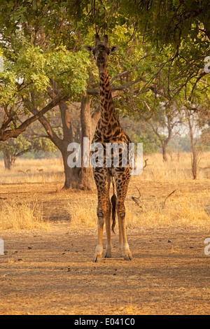 Girafe Thornicroft Parc national de South Luangwa en Zambie Banque D'Images