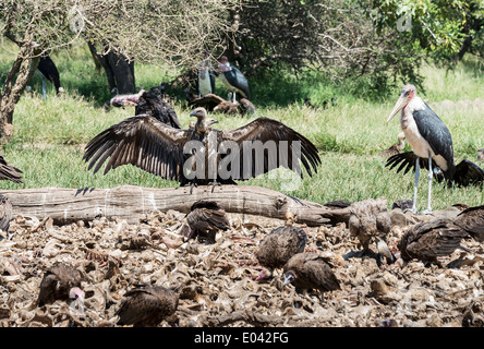 Vautour et marabou manger d'animaux morts dans la nature centre afrique du sud Banque D'Images