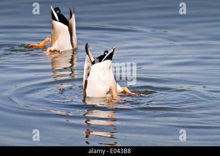 Les canards colverts ducking pour l'alimentation dans un lac de Cumbrie Banque D'Images