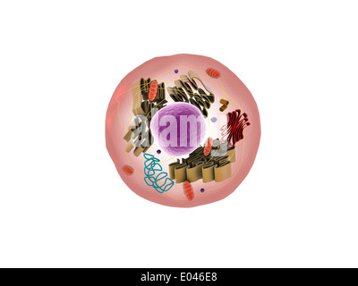 Vue microscopique de cellules animales. Banque D'Images