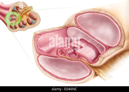 Illustration médicale montrant l'endolymphe dans le labyrinthe membraneux de l'oreille interne. Banque D'Images