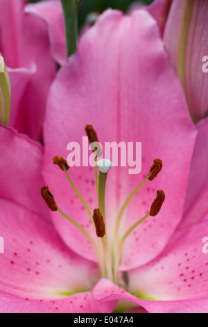 Lilium 'Homerus' fleur. Close up of oriental lily. Banque D'Images