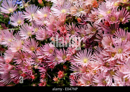 Hardy usine à glace (Delosperma cooperi) Banque D'Images