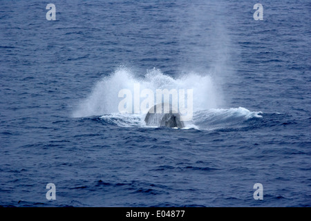 La respiration de rorqual bleu et nivellement montrant leur nageoire dorsale est petite dans le passage de Drake Banque D'Images