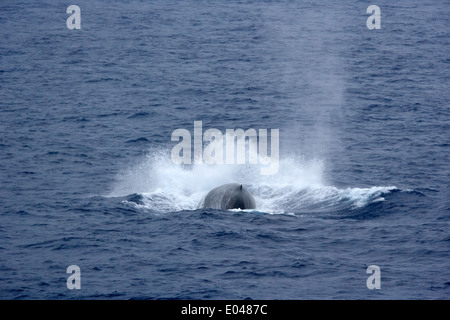 La respiration de rorqual bleu et nivellement montrant leur nageoire dorsale est petite dans le passage de Drake Banque D'Images