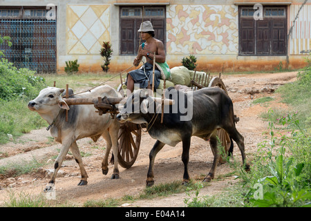 Homme conduisant une charrette, Inn Thein, lac Inle, Myanmar Banque D'Images