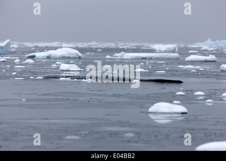 Baleine à bosse Megaptera novaeangliae logging ou dormir à Fournier Bay l'Antarctique Banque D'Images