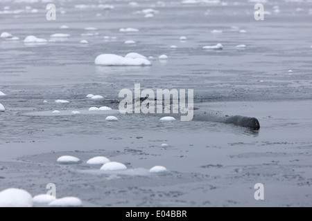 Évent baleine à bosse Megaptera novaeangliae nageoire dorsale et l'exploitation forestière ou de dormir dans la baie de l'Antarctique Fournier Banque D'Images