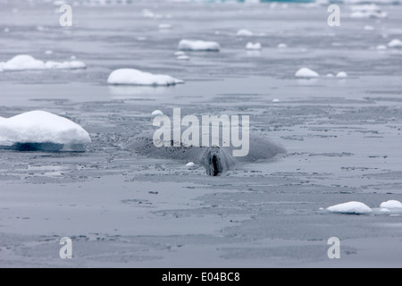 Retour baleine à bosse Megaptera novaeangliae nageoire dorsale et l'exploitation forestière ou de dormir dans la baie de l'Antarctique Fournier Banque D'Images