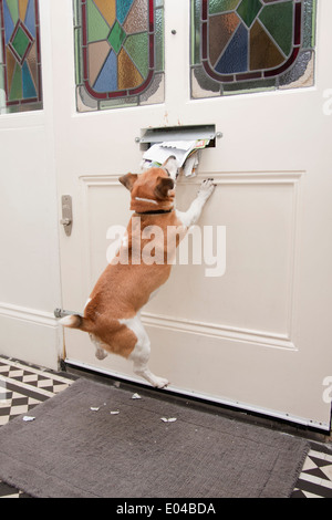 jack russell terrier déchirant le poteau venant de la boîte aux lettres Banque D'Images