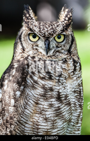 Près d'un bel oiseau de proie Banque D'Images