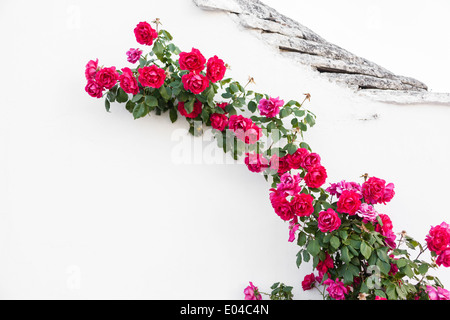 Une branche de roses rouges de ramper sur un mur blanc dans un village italien Banque D'Images