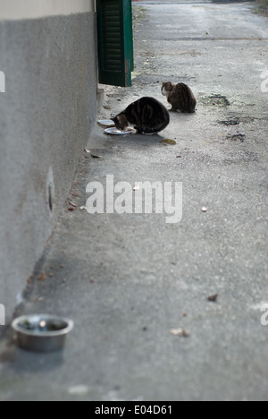 Alimentation chats à Orvieto, Terni, Italie Banque D'Images