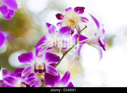 De belles fleurs orchidées pourpres fleurissent dans le jardin. Banque D'Images
