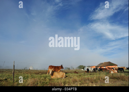 Wakkerstroom, Mpumalanga, Afrique du Sud, les bovins couchés dans les pâturages près de homestead, campagne, tôt le matin Banque D'Images