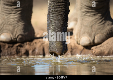 L'éléphant africain (Loxodonta africana).Close-up de pieds d'éléphants et le tronc de l'alcool au point d'eau dans la région de Mashatu.Botswana Banque D'Images