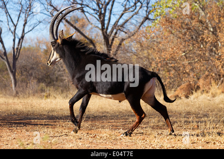 Hippotrague (Hippotragus niger).L'Afrique du Sud Banque D'Images