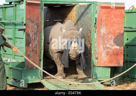 Le Rhinocéros noir (Diceros bicornis) d'être libérés dans une zone protégée.Ithala game reserve.Afrique du Sud Banque D'Images