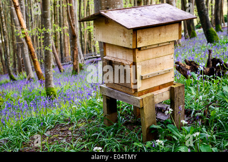 Une ruche en bois dans la belle forêt et entouré de jacinthes et l'ail sauvage. Banque D'Images