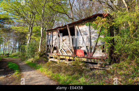 Une ruine branlante cabane en bois dans les bois Banque D'Images