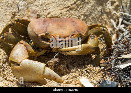 Près des terres du crabe en plage de Jibacoa, Cuba Banque D'Images