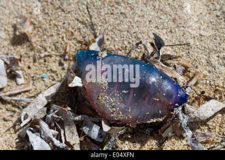 Close up of Portuguese man o'war, Physalia physalis, échoués sur une plage Banque D'Images