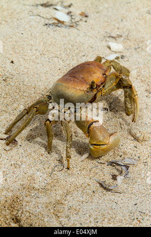 Près des terres du crabe en plage de Jibacoa, Cuba Banque D'Images