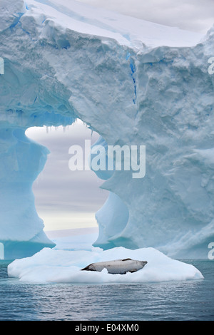 Joint, crabiers (Lobodon carcinophaga), dormir sur la glace avec gros iceberg arch, Pleneau Bay, péninsule Antarctique, l'Antarctique Banque D'Images