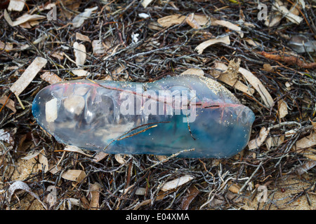 Close up of Portuguese man o'war, Physalia physalis, échoués sur une plage Banque D'Images