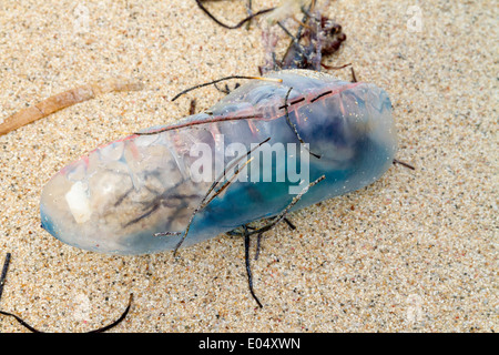 Close up of Portuguese man o'war, Physalia physalis, échoués sur une plage Banque D'Images