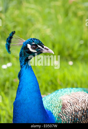 Close up de paons indiens colorés, communément connu sous le nom de Peacock, pavo cristatus Banque D'Images