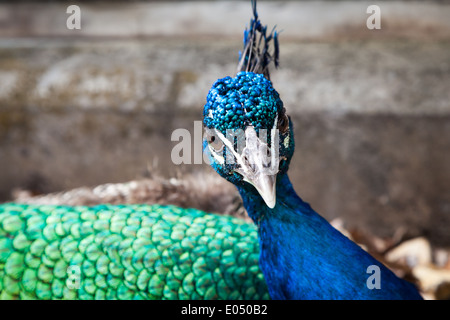 Close up de paons indiens colorés, communément connu sous le nom de Peacock, pavo cristatus Banque D'Images