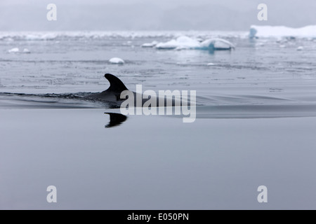 Le petit rorqual avec nageoire dorsale dans fournier bay l'antarctique Banque D'Images