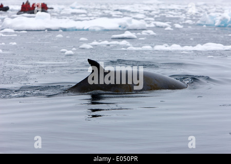 Le petit rorqual avec encoche marquée nageoire dorsale et diatomées avec marquage jaune bateaux zodiac touristiques dans la distance en fournier bay Banque D'Images