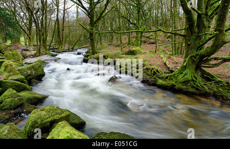 La rivière Fowey comme il casades sur des roches couvertes de mousses et de rochers de Golitha Falls, à la lisière sud de Bodmin Moor Banque D'Images