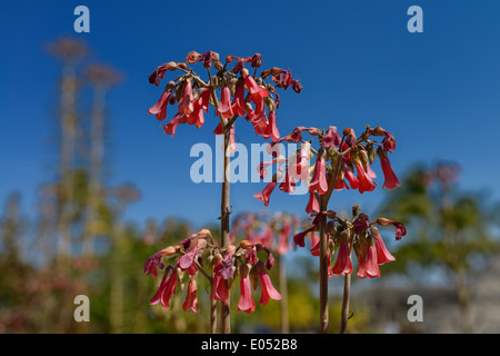 Mauvaises herbes vivaces succulentes toxiques envahissantes mère de millions plante avec les fleurs rouges à Cuba contre un ciel bleu Banque D'Images