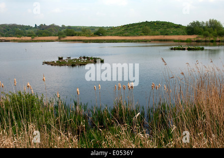 Lacs de la réserve RSPB Middleton, Warwickshire, England, UK Banque D'Images