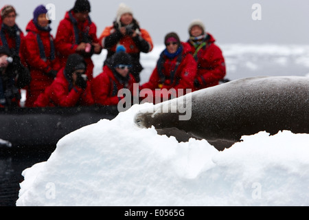 Les passagers à bord d'un zodiac croisière look au joint de crabiers en excursion dans l'antarctique Banque D'Images