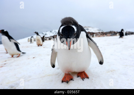 La Gentoo pingouin Pygoscelis papua à la caméra à l'Antarctique l'Île Cuverville Banque D'Images