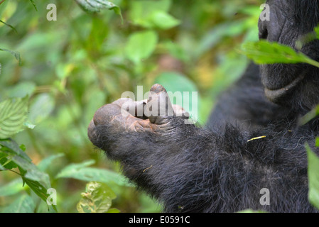 Un gorille mâle ou soi-disant disciple dans le premier parc national de la forêt de Bwindi en Ouganda, Afrique Banque D'Images