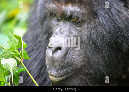 Un gorille mâle ou soi-disant disciple dans le premier parc national de la forêt de Bwindi en Ouganda, Afrique Banque D'Images