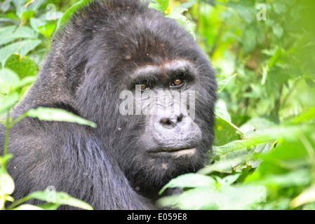 Un gorille mâle ou soi-disant disciple dans le premier parc national de la forêt de Bwindi en Ouganda, Afrique Banque D'Images