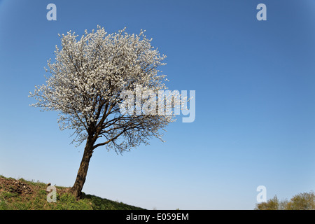 Arbre en fleurs du printemps à l'avant ciel bleu, Baum im Fruehling mit blauem vor Blueten Himmel Banque D'Images