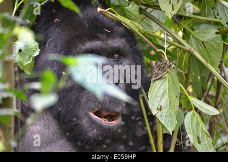 Un gorille mâle ou soi-disant disciple dans le premier parc national de la forêt de Bwindi en Ouganda, Afrique Banque D'Images