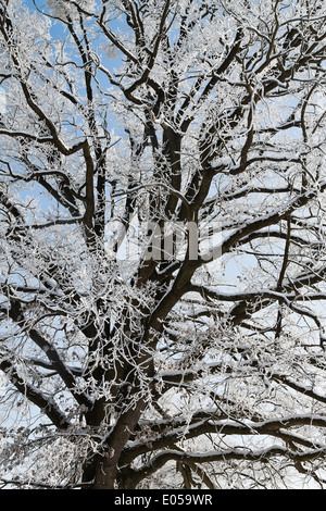 Un paysage avec de la gelée blanche, givre et de la neige sur l'arbre en hiver., Eine Landschaft mit Raureif, Frost und Schnee auf Baum im Winter. Banque D'Images