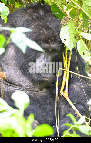 Un gorille mâle ou soi-disant disciple dans le premier parc national de la forêt de Bwindi en Ouganda, Afrique Banque D'Images