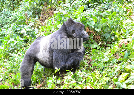 Un gorille mâle ou soi-disant disciple dans le premier parc national de la forêt de Bwindi en Ouganda, Afrique Banque D'Images