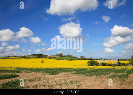 Les champs de colza jaunes Angleterre Somerset Banque D'Images